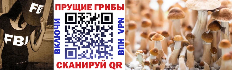 Галлюциногенные грибы Psilocybine cubensis Неман